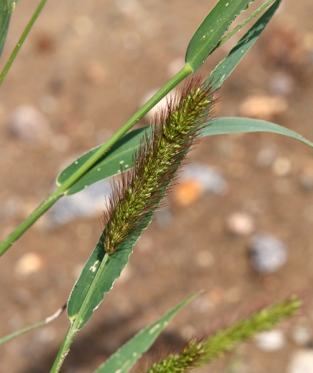 Image of genus Setaria specimen.