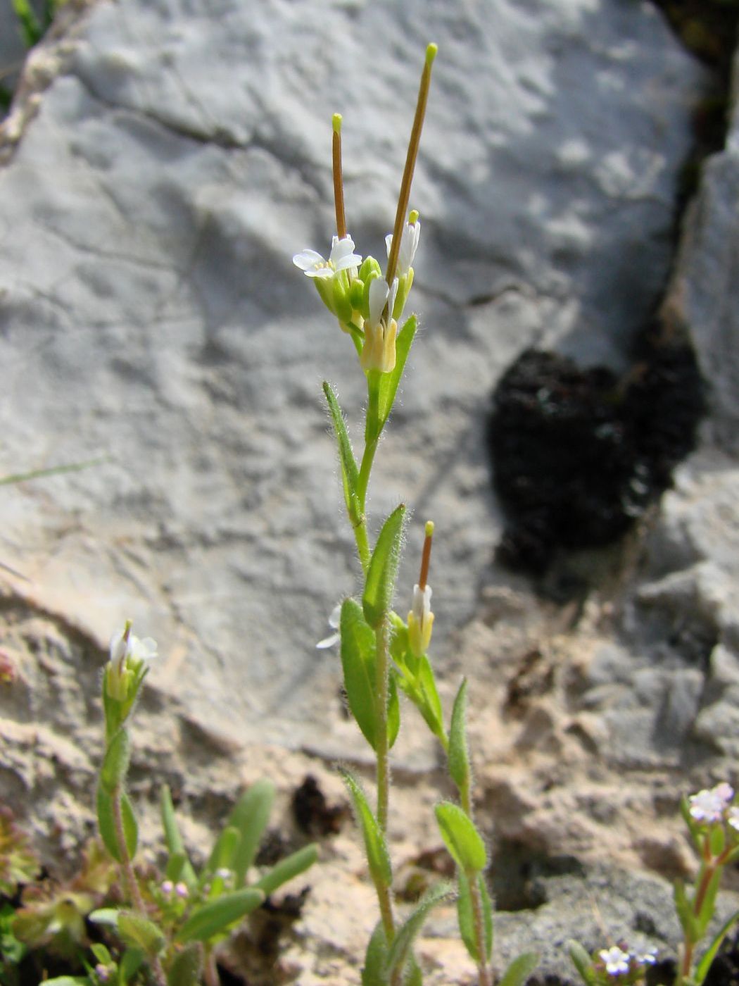 Image of Arabis auriculata specimen.