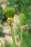 Ranunculus oxyspermus