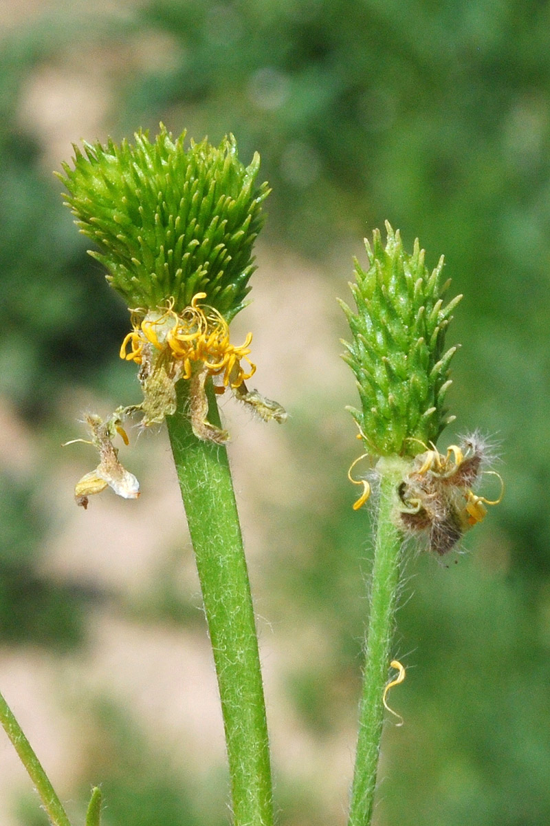 Image of Ranunculus oxyspermus specimen.