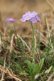 Primula fistulosa. Цветущее растение. Приморский край, Уссурийский ГО, окр. с. Утёсное, сырой луг. 28.04.2022.