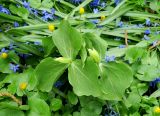 Trillium camschatcense. Расцветающие растения в сообществе с Ficaria verna и Scilla siberica. Москва, филиал Ботсада МГУ \"Аптекарский огород\", теневой сад, в культуре. 10.05.2022.