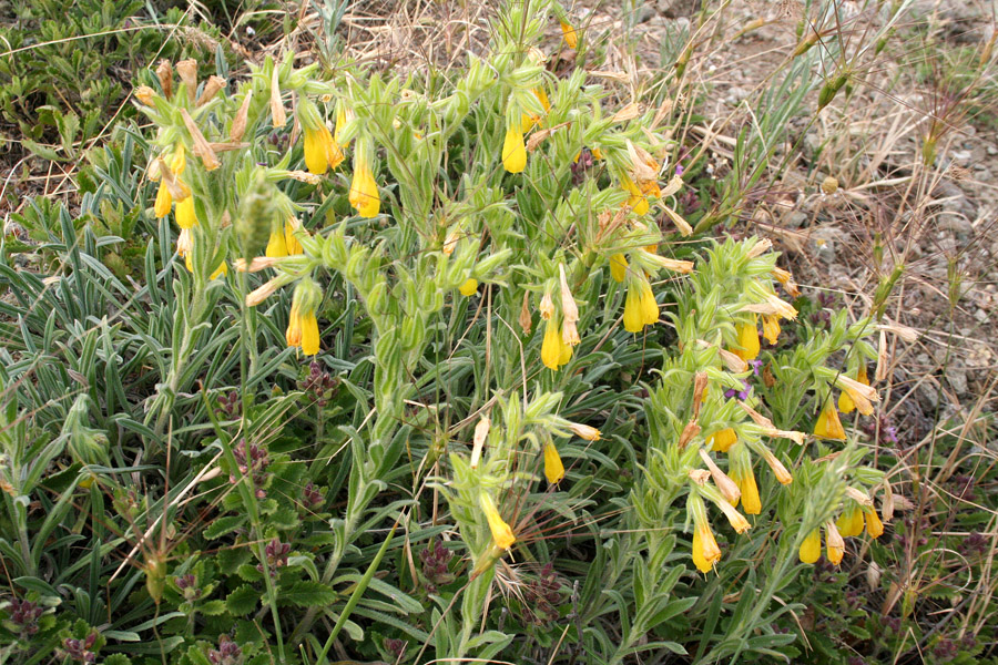 Image of Onosma taurica specimen.