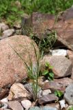 Eremopoa oxyglumis