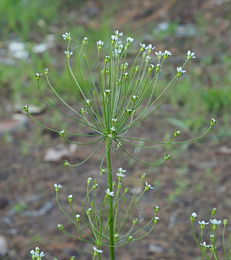 Image of Androsace septentrionalis specimen.