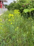 Euphorbia virgata. Цветущее растение. г. Санкт-Петербург, Выборгский р-н, Поклонная гора, газон возле тротуара. 17.06.2022.
