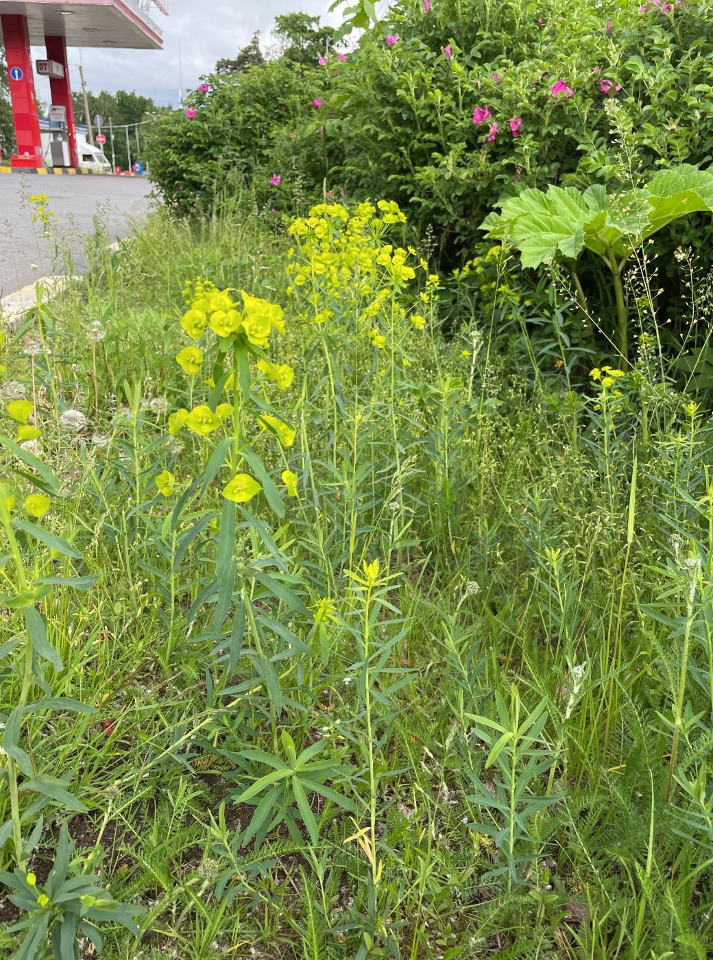 Изображение особи Euphorbia virgata.