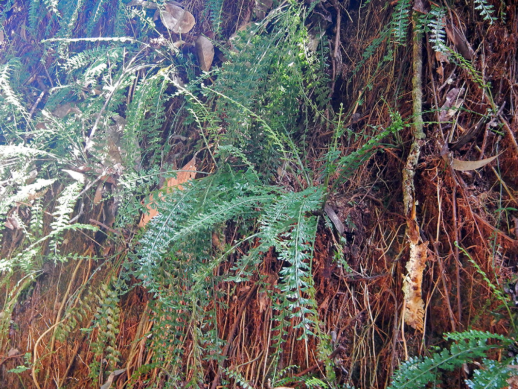 Изображение особи род Asplenium.