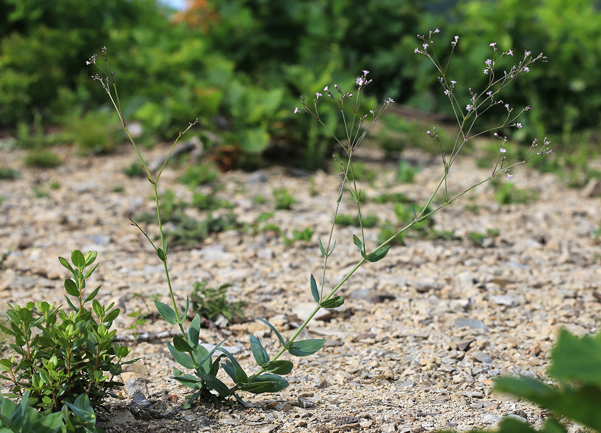 Image of Gypsophila pacifica specimen.