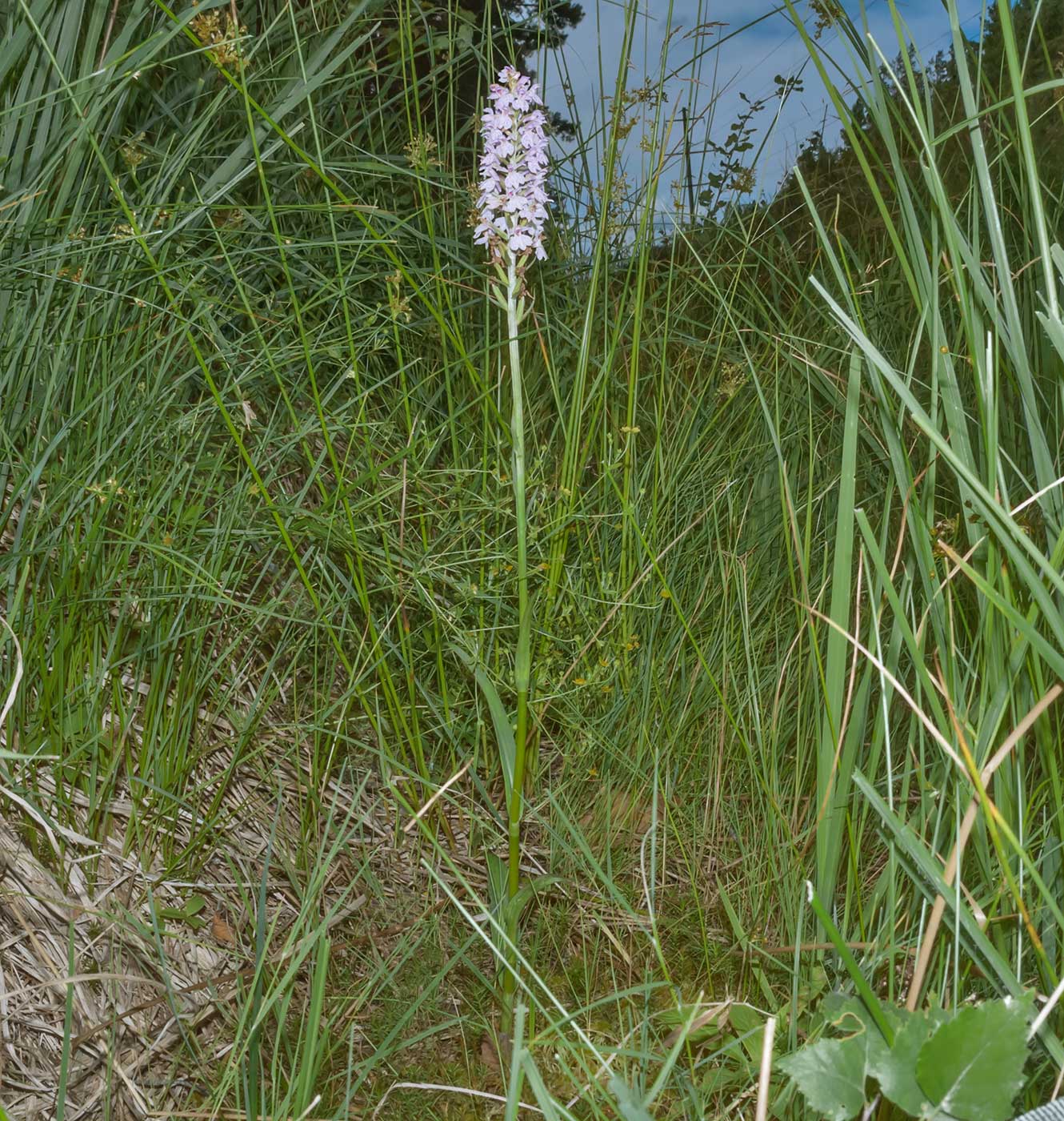 Изображение особи род Dactylorhiza.