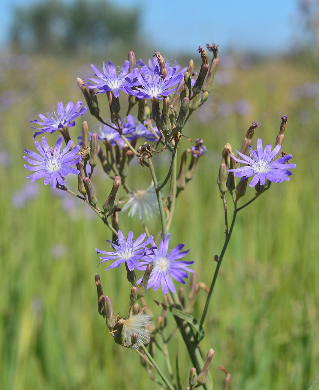 Image of Lactuca tatarica specimen.