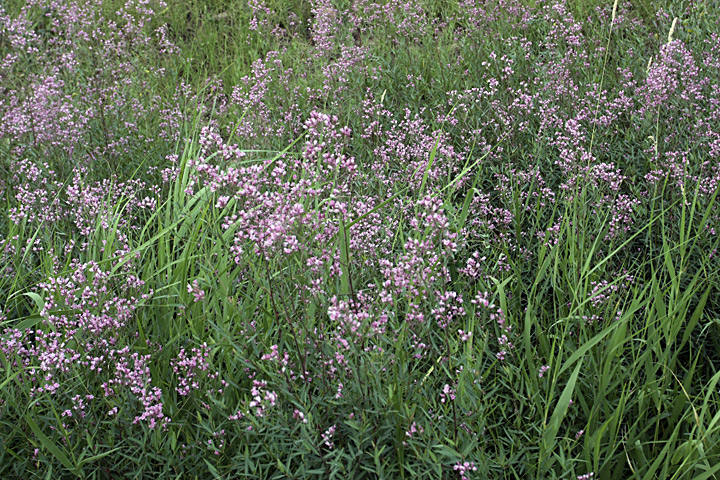 Изображение особи Trachomitum lancifolium.