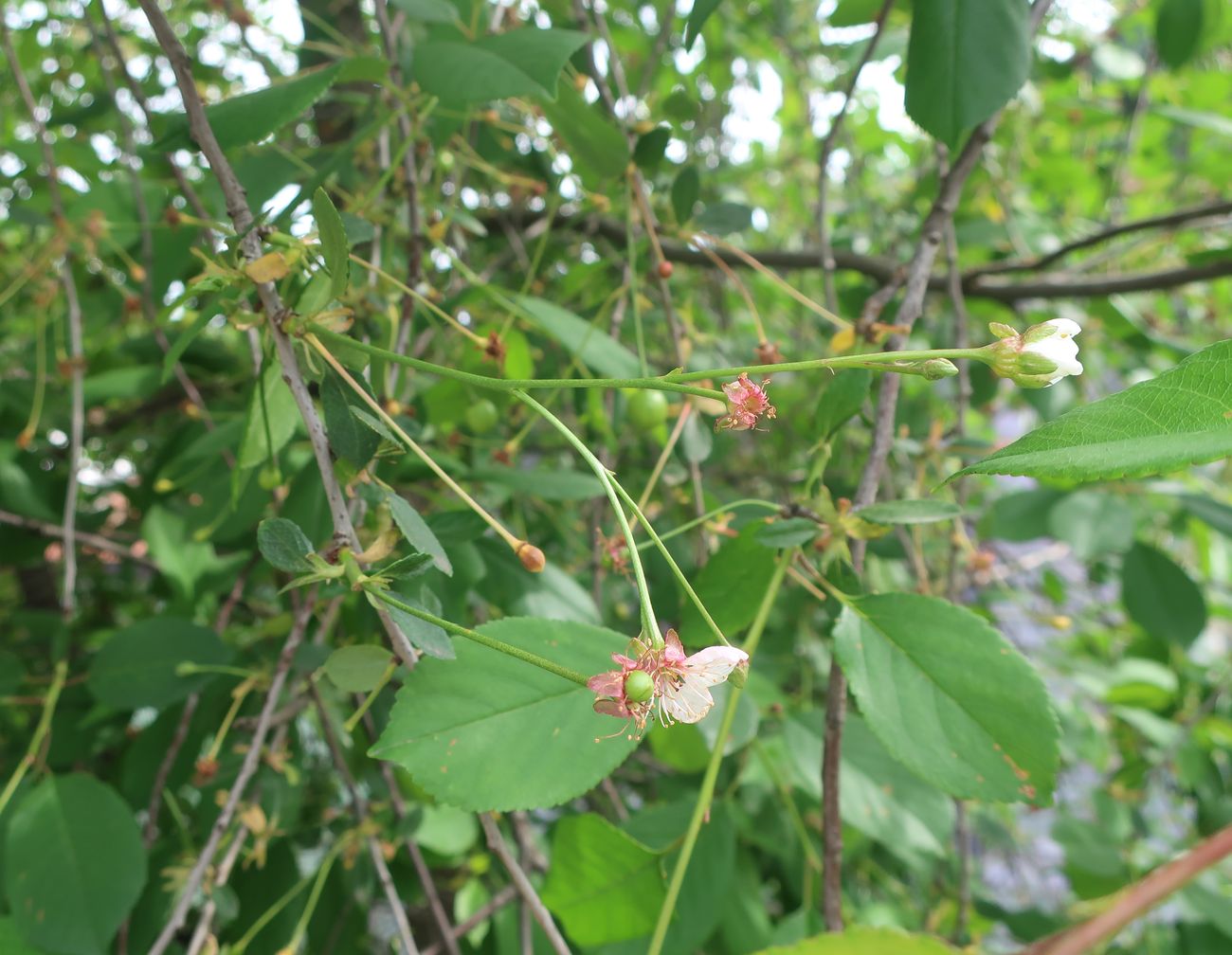 Image of Cerasus vulgaris specimen.