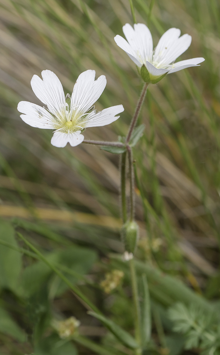 Image of genus Cerastium specimen.