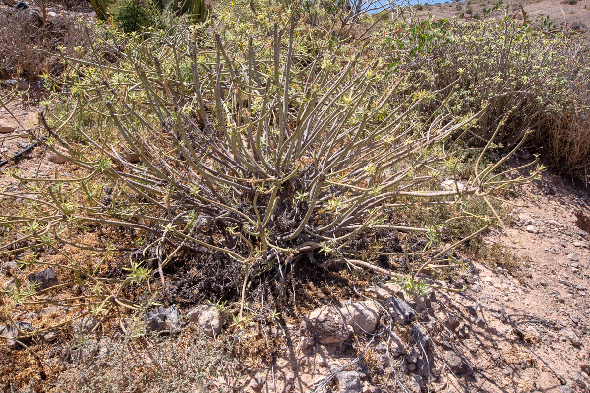 Image of Euphorbia regis-jubae specimen.