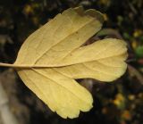 Image of taxon representative. Author is Владислав Григоренко