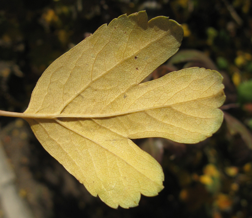 Image of Crataegus × media specimen.
