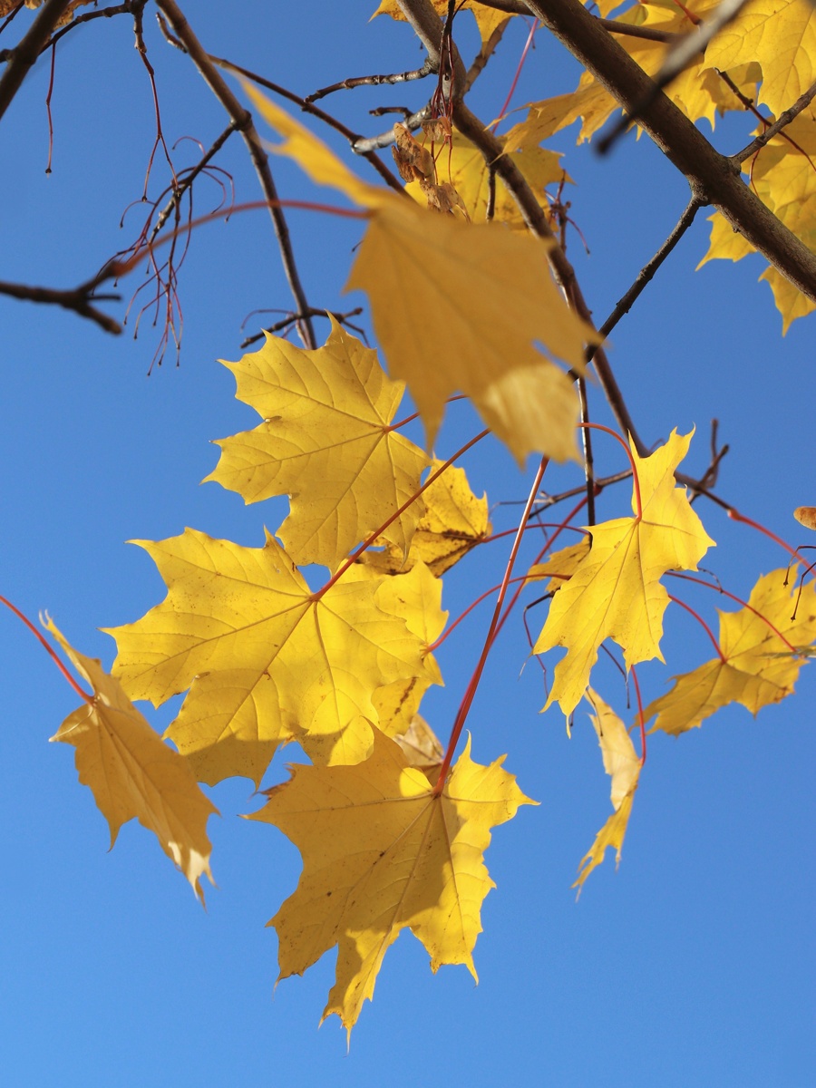 Image of Acer platanoides specimen.