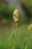 Phleum alpinum. Соплодие. Мурманская обл., Кольский р-н, долина р. Западная Лица ниже автодороги А138 Мурманск — Печенга, 3-й падун, берег реки, травяно-кустарничковый березняк, у тропы. 02.08.2022.