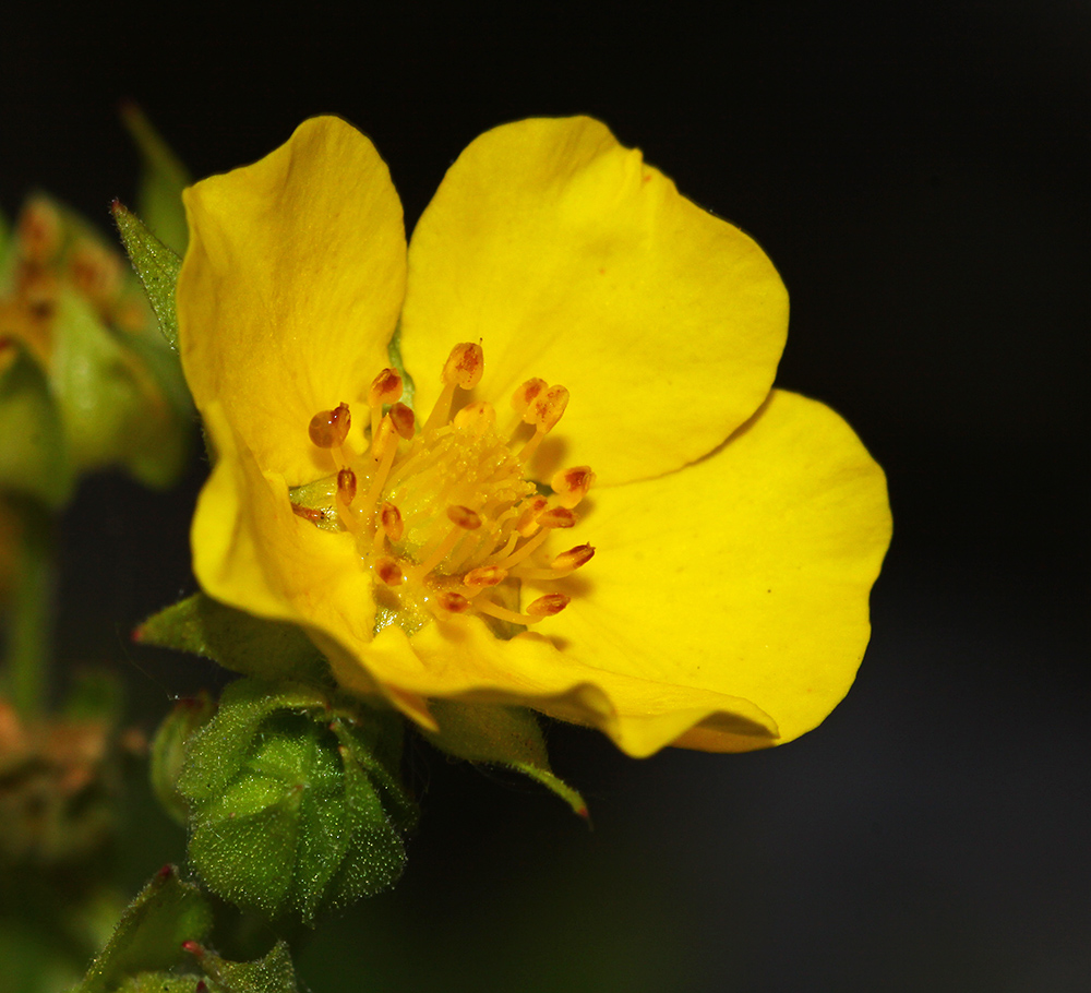 Image of Potentilla acervata specimen.