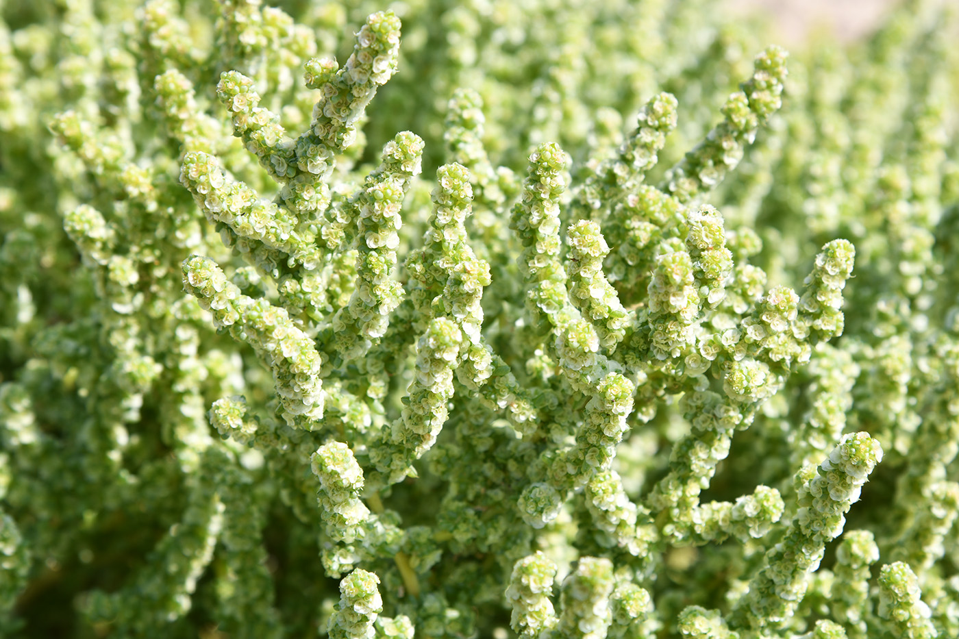 Изображение особи Halogeton glomeratus.