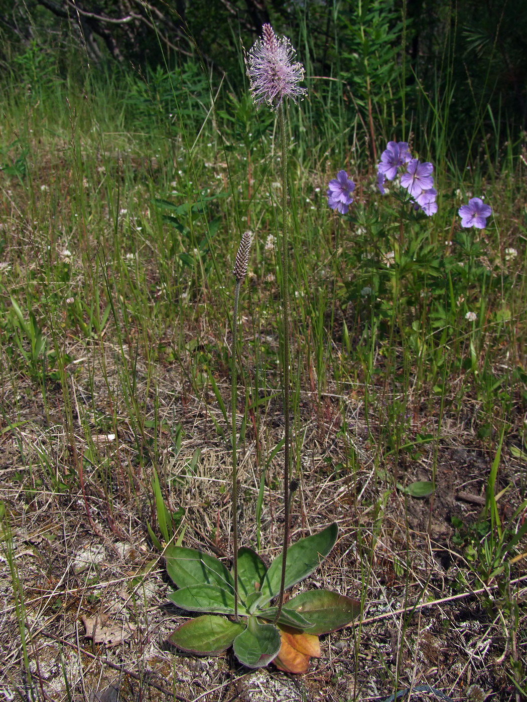 Изображение особи Plantago media.