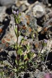 Gentianella turkestanorum. Цветущее растение. Южный Казахстан, Таласский Алатау, ущелье Коксай, высота 2600 м н.у.м. 20.07.2010.