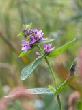 Stachys palustris. Верхушка цветущего растения. Ленинградская обл., Кингисеппский р-н, окр. дер. Урмизно, берег Финского залива, олуговелая окраина песчаного пляжа. 08.08.2021.