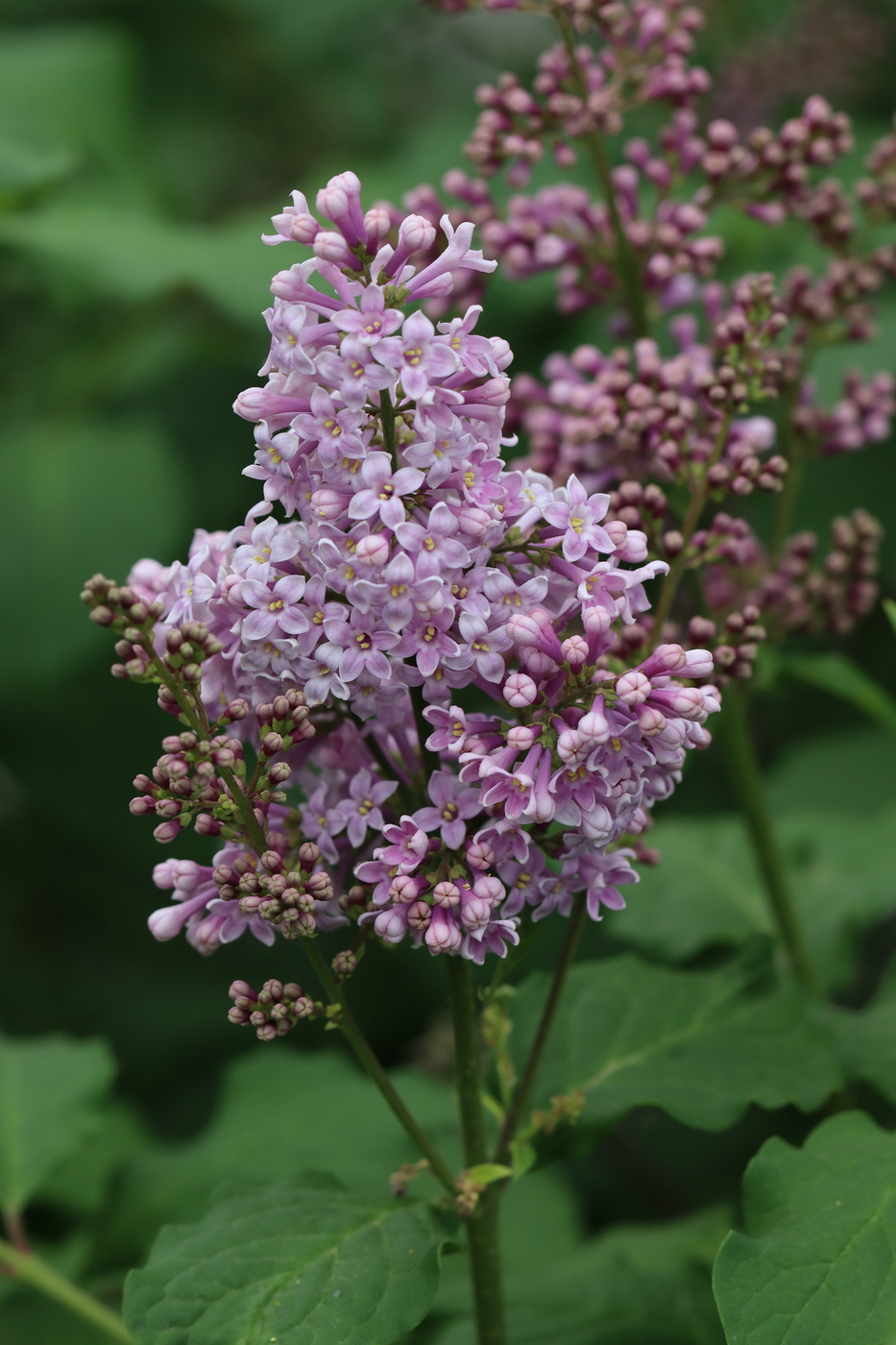 Image of Syringa josikaea specimen.