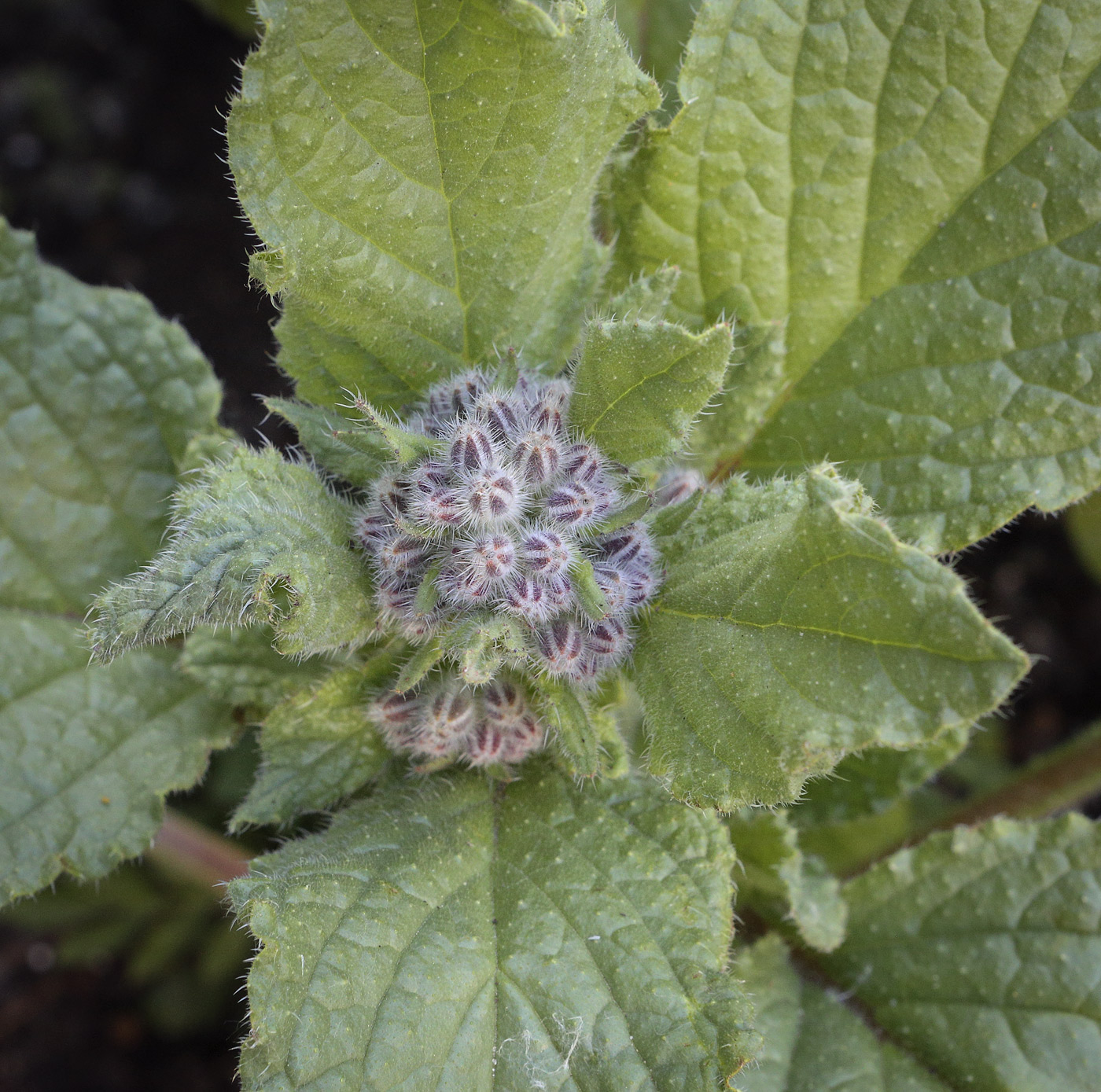 Изображение особи Borago officinalis.