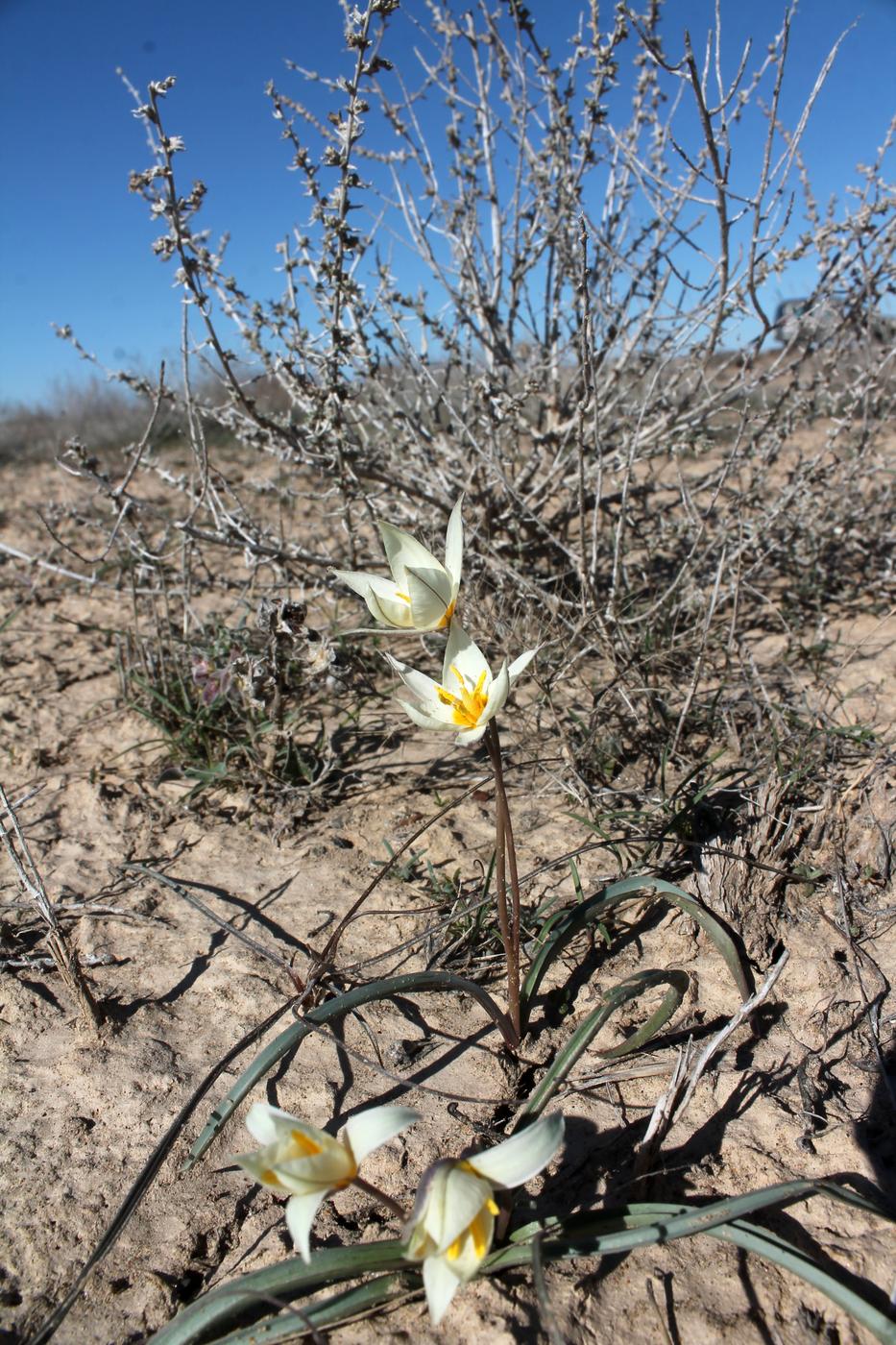 Image of Tulipa buhseana specimen.