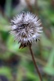 Gaillardia aristata