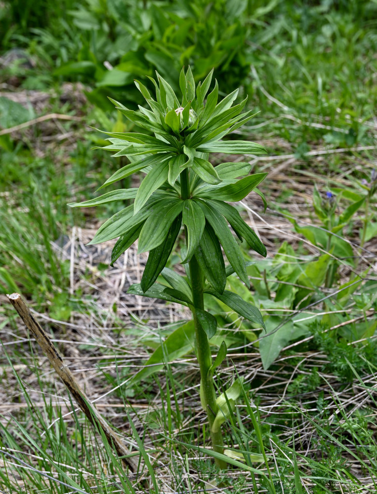 Image of Lilium pilosiusculum specimen.