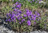 Campanula hohenackeri