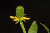 Ranunculus sceleratus