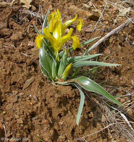 Image of Juno tubergeniana specimen.