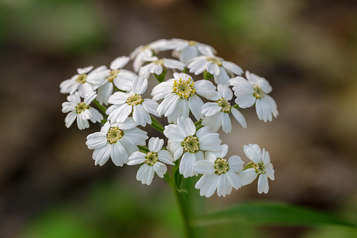 Изображение особи Achillea biserrata.