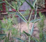 Gypsophila paniculata