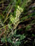 Oxytropis pilosa