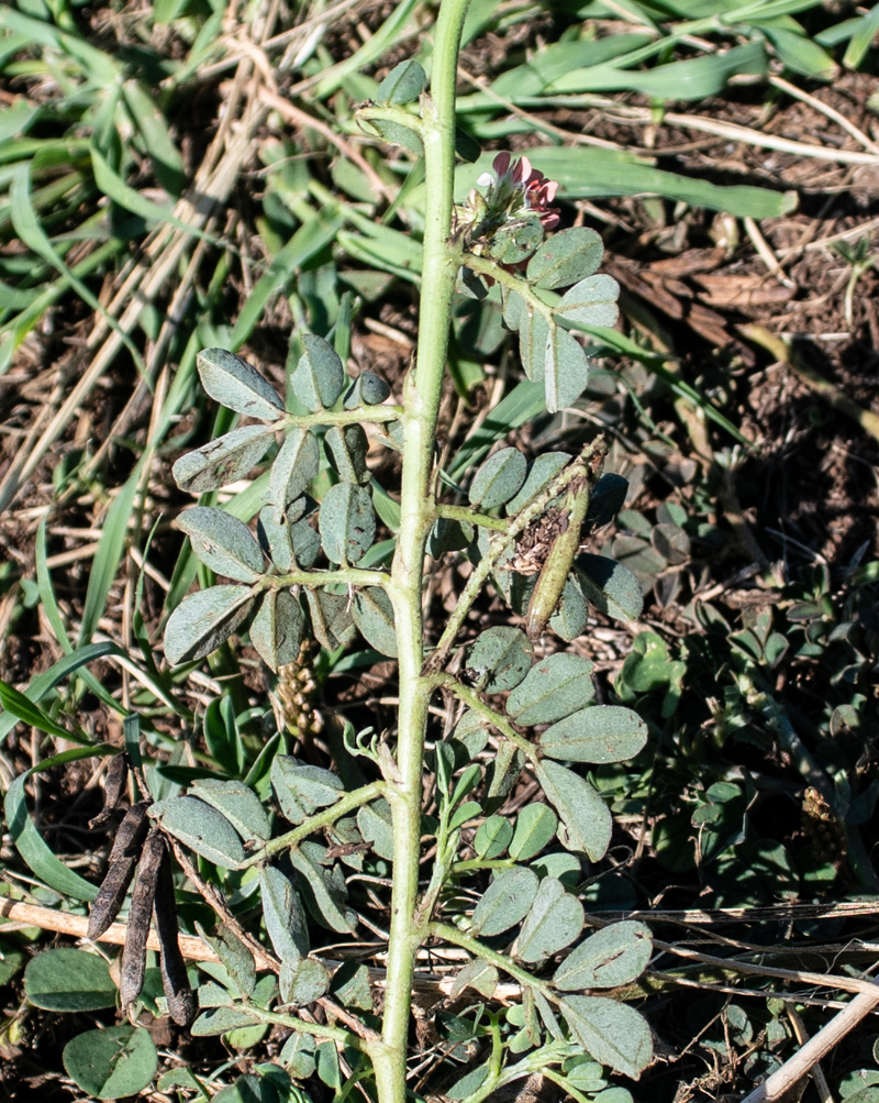 Изображение особи семейство Fabaceae.