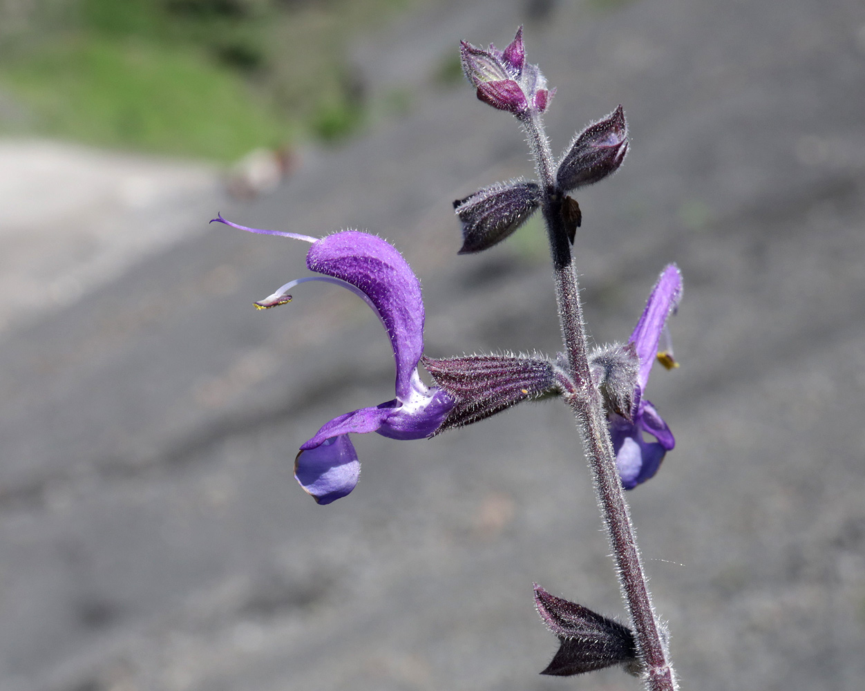 Изображение особи Salvia beckeri.