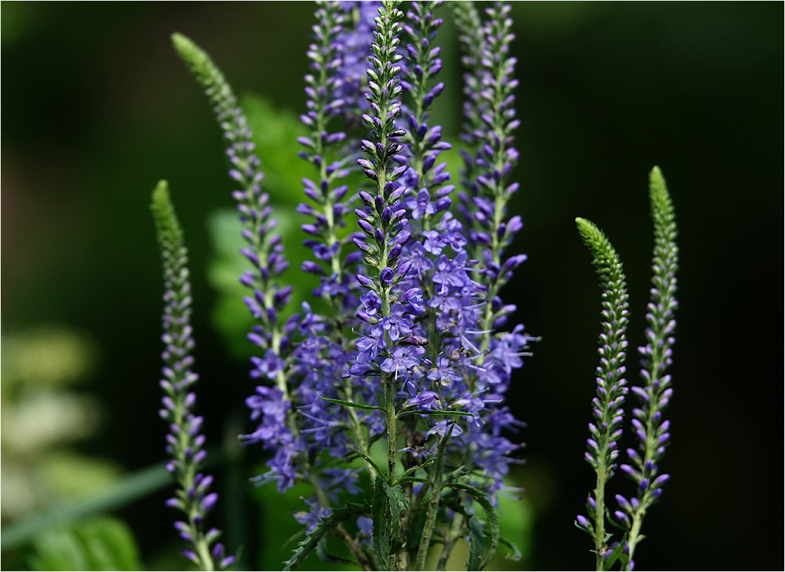 Image of Veronica longifolia specimen.