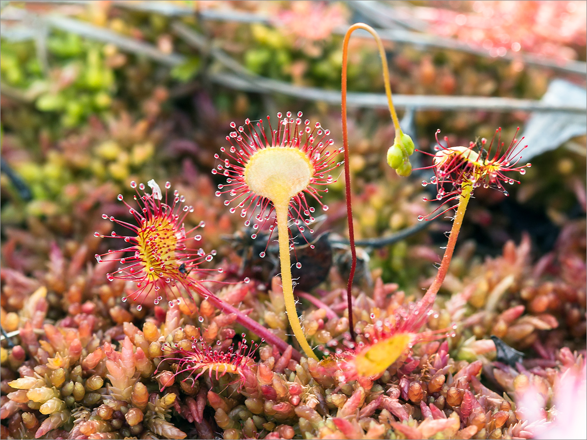 Image of Drosera rotundifolia specimen.