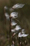 Eriophorum angustifolium. Верхушки побегов с соплодиями. Кабардино-Балкария, Эльбрусский р-н, оз. Донгуз-Орун, ≈ 2500 м н.у.м., берег ручья. 23.08.2023.