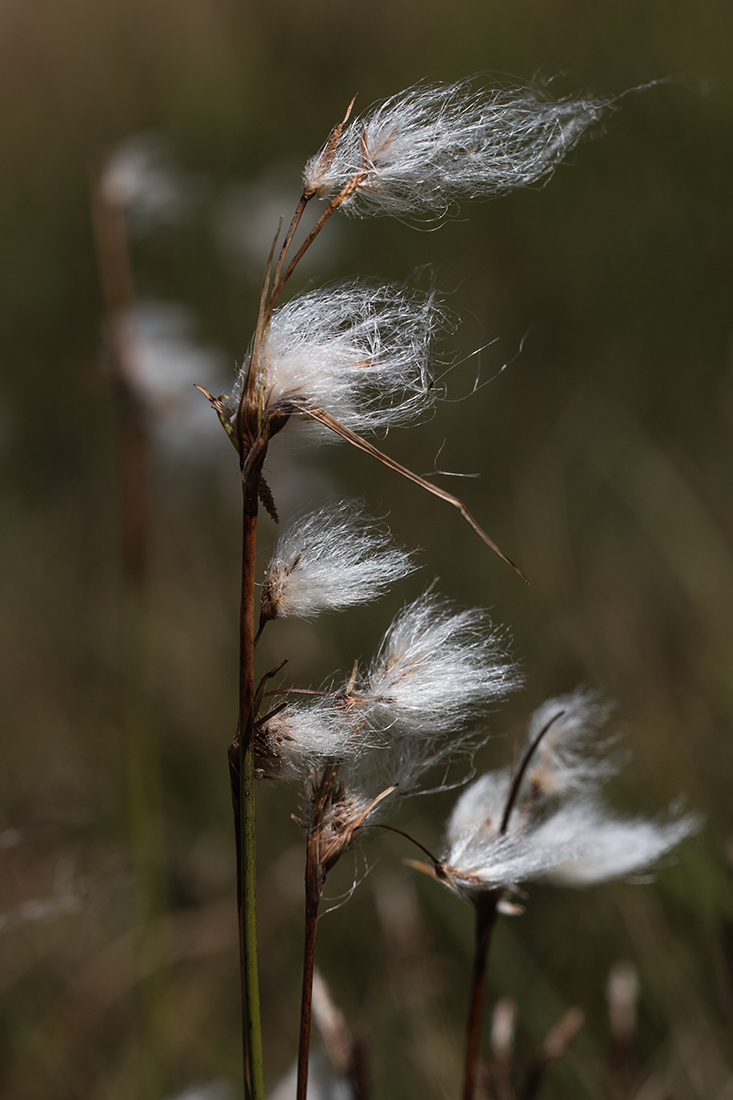 Изображение особи Eriophorum angustifolium.