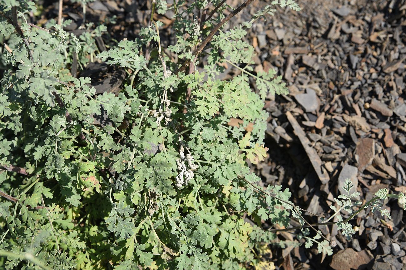 Image of Pyrethrum demetrii specimen.