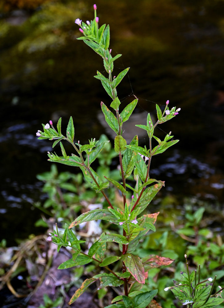 Изображение особи род Epilobium.