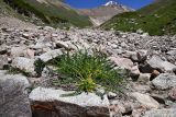 Astragalus lithophilus. Цветущее растение. Казахстан, Заилийский Алатау в окр. г. Алматы, Проходное ущ., подножие пика Советов, 3200 м н.у.м., крупногалечниковое русло водотока. 13 июля 2023 г.