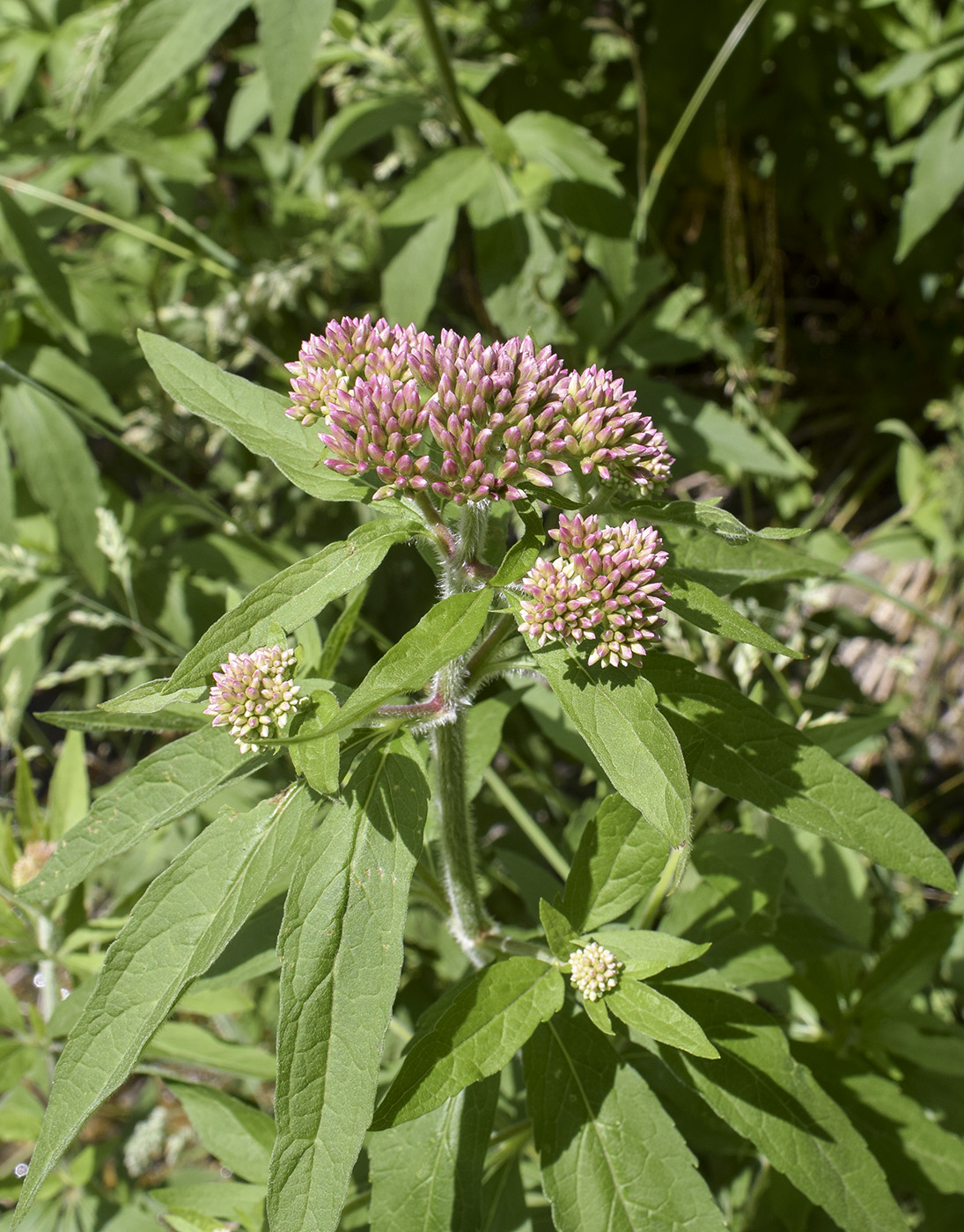 Изображение особи Eupatorium cannabinum.