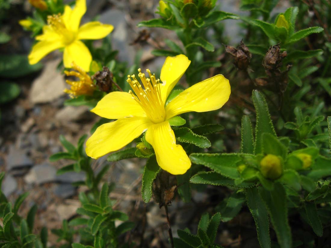 Изображение особи Hypericum orientale.